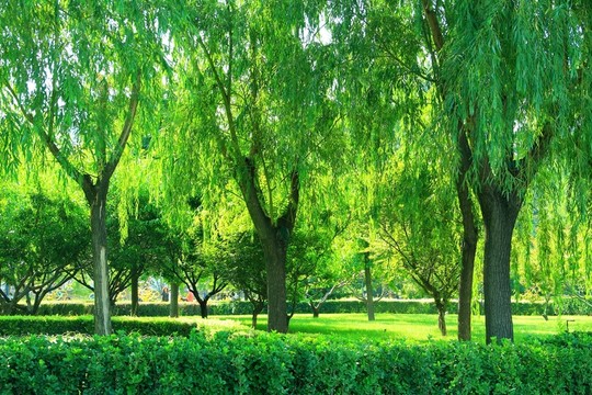 玉簪花 樹(shù)林  綠色