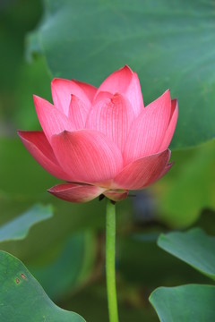 圓明園公園荷花