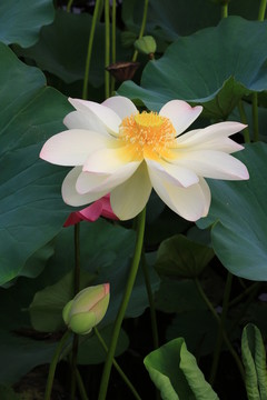 圓明園公園荷花
