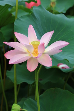 圓明園公園荷花