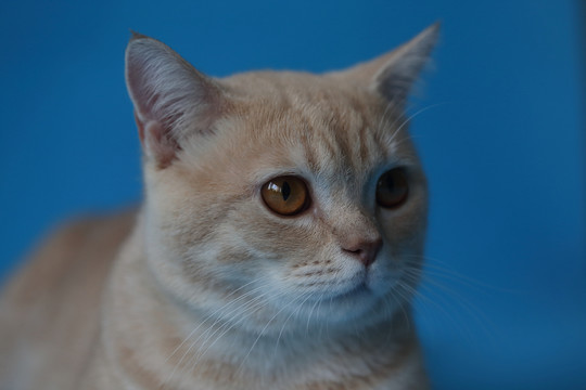 貓
