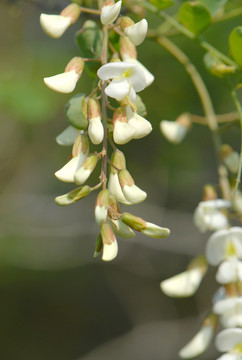 槐花