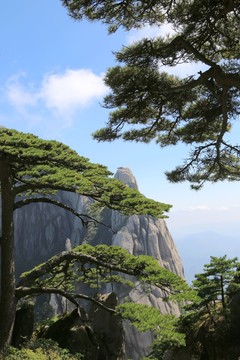 迎客松