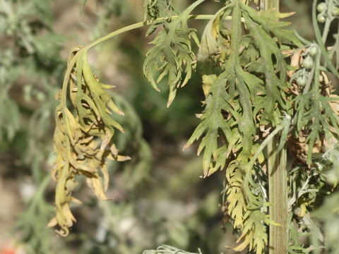 蔫吧的草 初秋