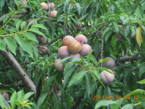 三華李