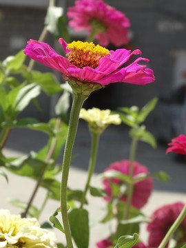 一株步步登高花