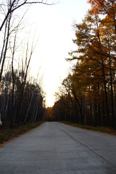 林間小路