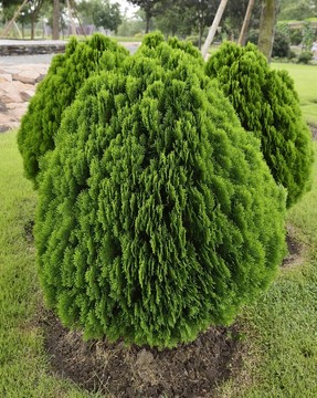上海辰山植物園 植物