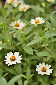 小白菊