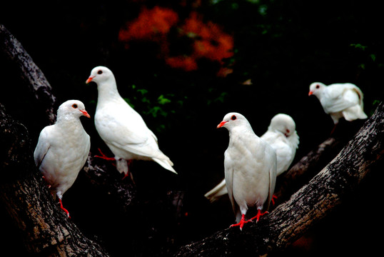 栖息在树上的白鸽