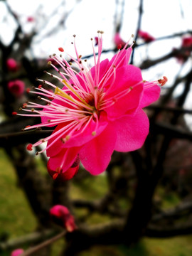 梅花