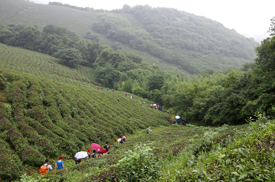 戶外遠足自助游團隊在茶場