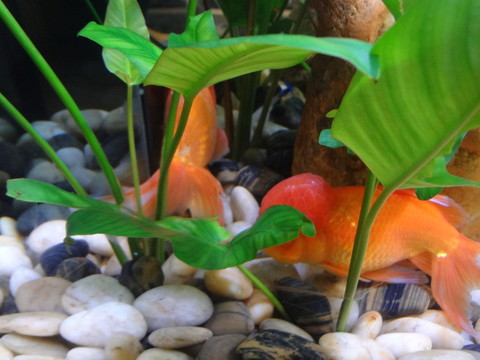 觀賞魚(yú)