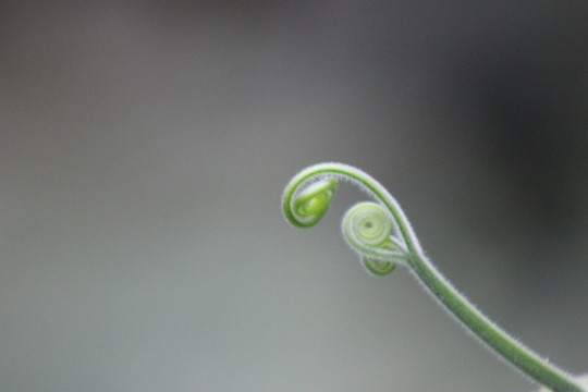 嫩芽