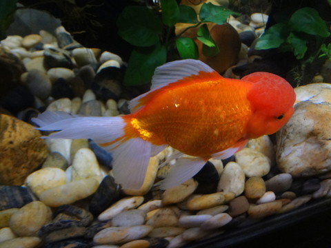 觀賞魚
