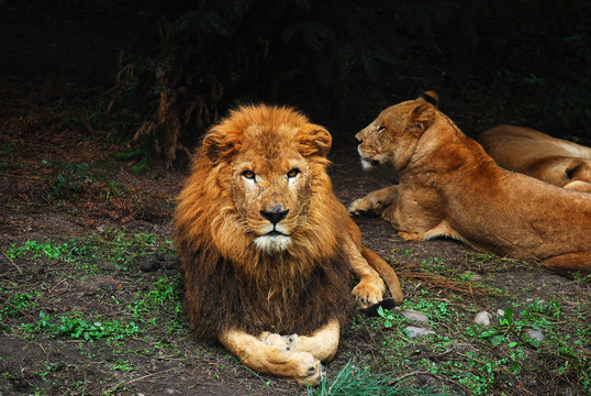 碧峰峡野生动物园狮子