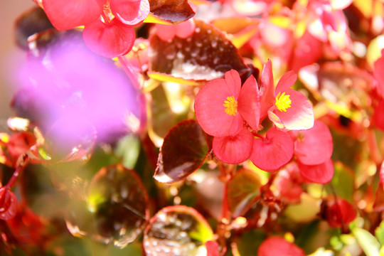 紅花