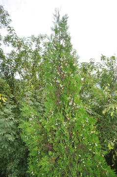 柏樹(shù)