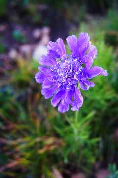 花