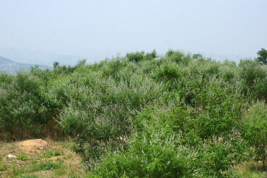 綠色植被