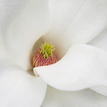 白色玉蘭花花蕊