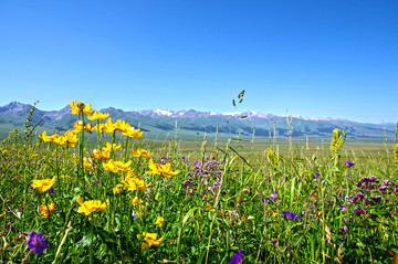 天山 野花