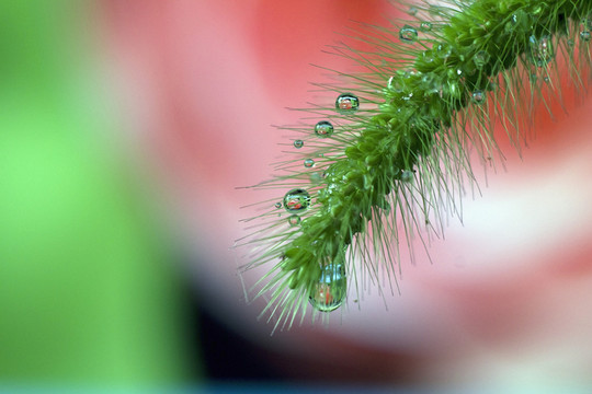 狗尾巴草