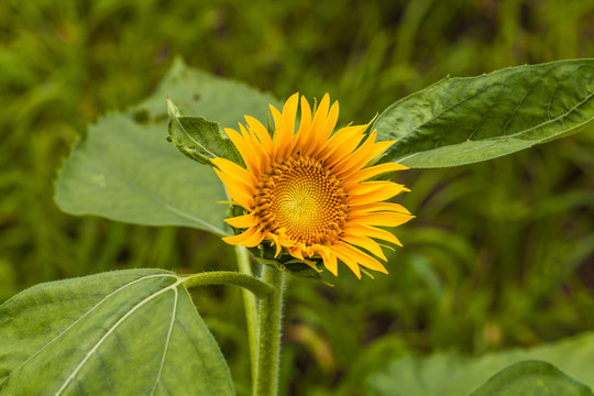 太陽(yáng)花
