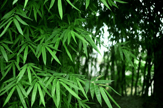竹葉