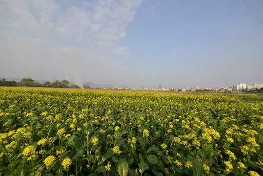 蔬菜基地