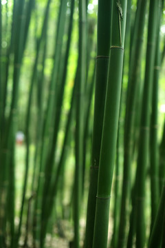 竹林