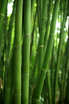 竹子