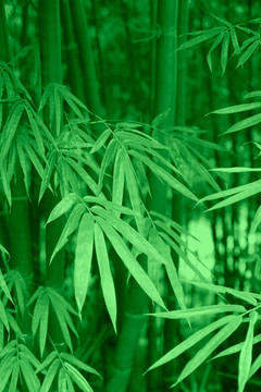 竹子