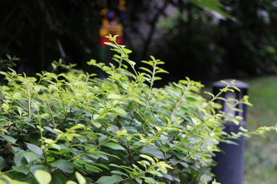 植物