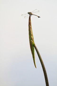 蜻蜓 荷影 夏荷
