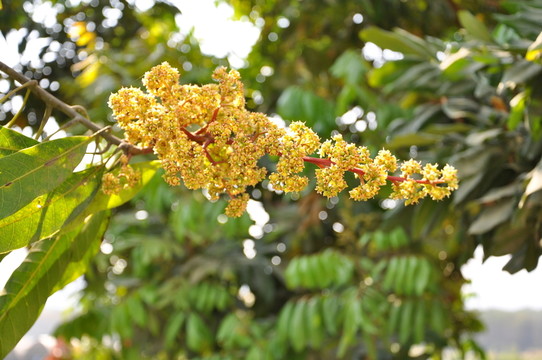 芒果 樹 開花 果子 果實(shí)