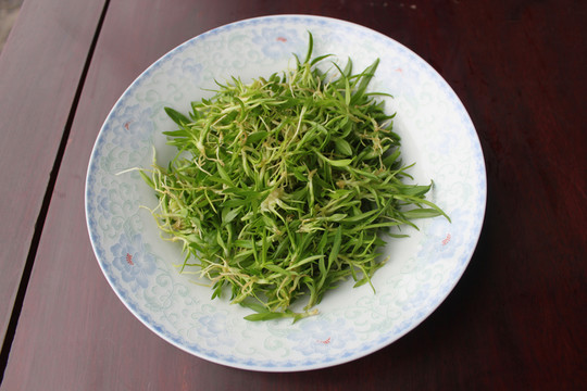 鐵皮 石斛 菜品