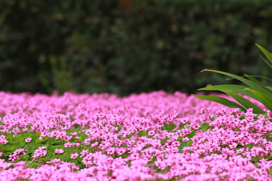 三葉草