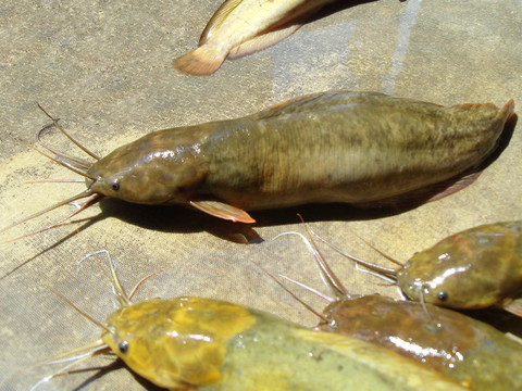 高清塘虱魚