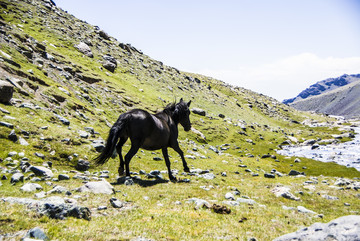 奔馬 寶馬