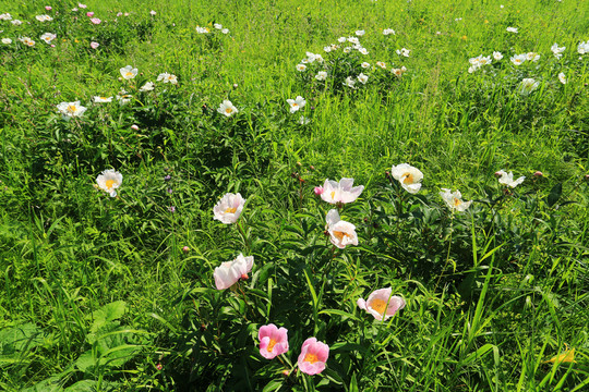 原野盛開芍藥花