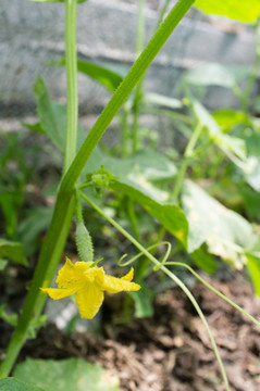 黃瓜 蔬菜