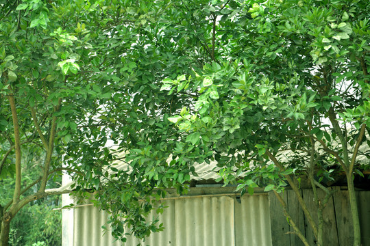 橘子樹