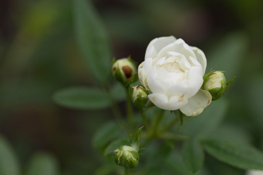 白色月季花
