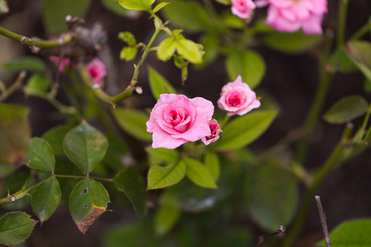 粉色月季花