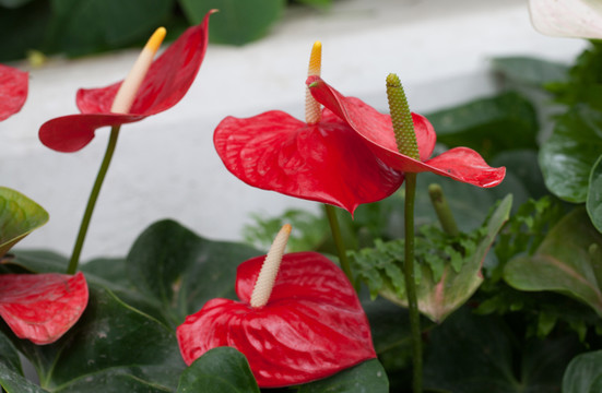 紅掌