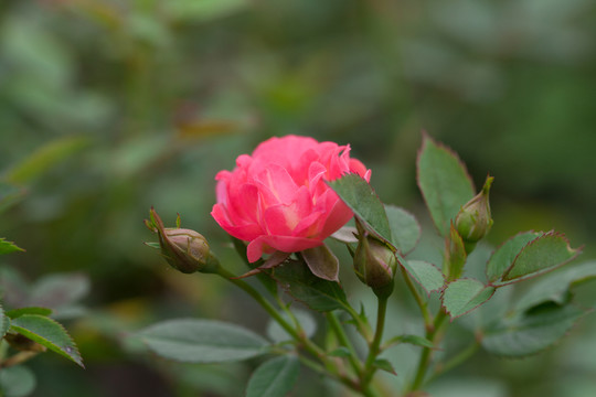 月季花