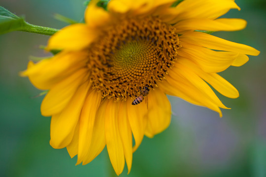太陽花