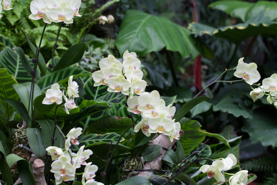 蘭花