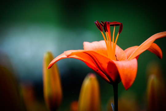百合花